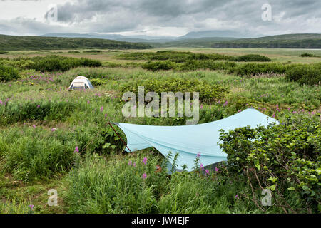 Tentes installées parmi les fleurs sauvages à l'intérieur du camping à la McNeil River State Game Sanctuary sur la péninsule de Kenai, en Alaska. Le site distant est accessibles qu'avec un permis spécial et est la plus importante population saisonnière d'ours bruns dans leur environnement naturel. Banque D'Images