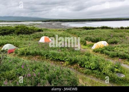 Tentes installées parmi les fleurs sauvages à l'intérieur du camping à la McNeil River State Game Sanctuary sur la péninsule de Kenai, en Alaska. Le site distant est accessibles qu'avec un permis spécial et est la plus importante population saisonnière d'ours bruns dans leur environnement naturel. Banque D'Images