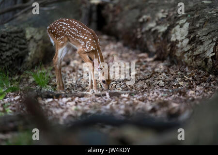 Un cerf de fauve à la recherche de nourriture. Banque D'Images