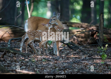 Deux faons nuzzling avec leur mère le cerf. Banque D'Images