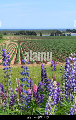 Le lupin vivace en champ de pommes de terre au Canada en été Banque D'Images