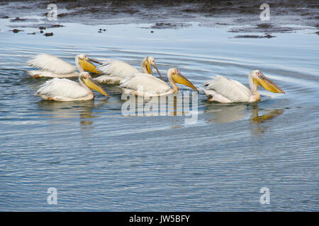 Flotille de pêche dans l'étang des pélicans blancs, Ol Pejeta Conservancy, Kenya Banque D'Images