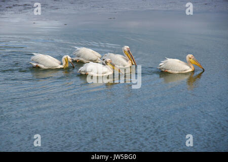 Flotille de pêche dans l'étang des pélicans blancs, Ol Pejeta Conservancy, Kenya Banque D'Images