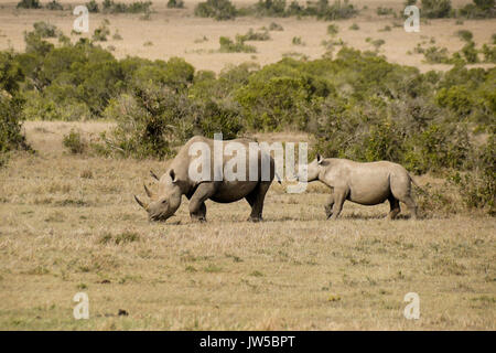 Le rhinocéros noir et veau, Ol Pejeta Conservancy, Kenya Banque D'Images