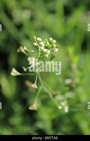 Close up of shepherds purse flower Banque D'Images