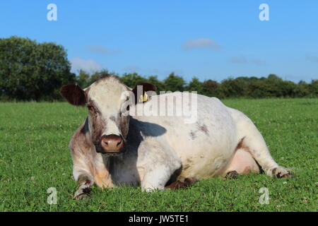 Vache shorthorn fixant au soleil Banque D'Images