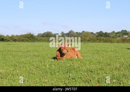 Veau limousine rouge laying in grass field Banque D'Images