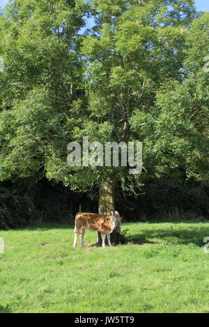 Veau Simmental à l'abri du soleil sous tree Banque D'Images