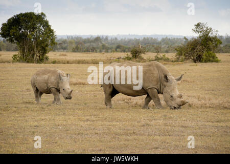 Rhinocéros blanc veau et le pâturage, l'Ol Pejeta Conservancy, Kenya Banque D'Images