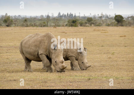 Rhinocéros blanc veau et le pâturage, l'Ol Pejeta Conservancy, Kenya Banque D'Images