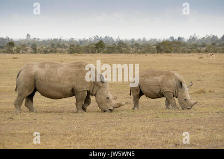 Rhinocéros blanc veau et le pâturage, l'Ol Pejeta Conservancy, Kenya Banque D'Images