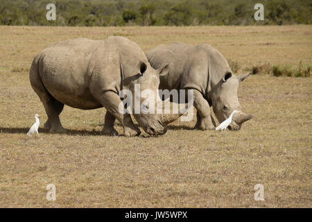 Les rhinocéros blancs du pâturage, boeufs à la suite pour les insectes, Ol Pejeta Conservancy, Kenya Banque D'Images