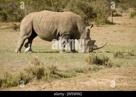 Rhinocéros blanc, héron garde-boeuf de pâturage pour les insectes suivants, Ol Pejeta Conservancy, Kenya Banque D'Images