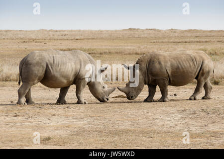 Rhinocéros blancs mâles combats simulés pour la domination, Ol Pejeta Conservancy, Kenya Banque D'Images