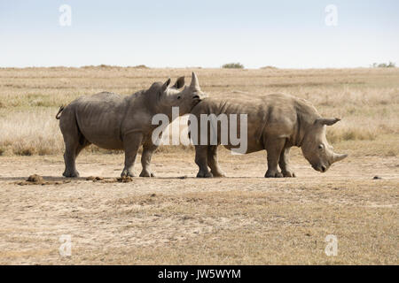 White Rhino mâle montrant domination sur mâles après combat amical Ol Pejeta Conservancy, Kenya, Banque D'Images