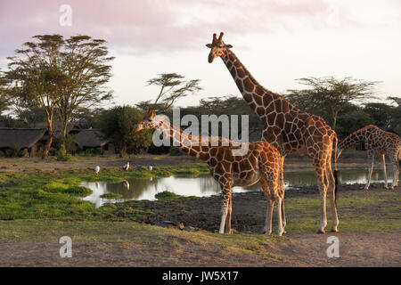 Les Girafes réticulée à Waterhole, Serena Sweetwaters Tented Camp, Ol Pejeta Conservancy, Kenya Banque D'Images