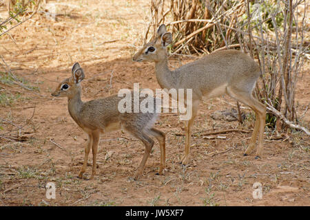 Dikdiks de KIRK (dik-diks) (femelle et fauve), réserve de gibier de Samburu, Kenya Banque D'Images