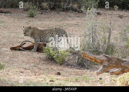 Léopard mâle mâle avec carcasse impala, Samburu Game Reserve, Kenya Banque D'Images