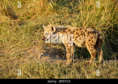 Jeune hyène tachetée à den, Masai Mara, Kenya Banque D'Images