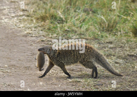 Mongoose bagués transporter bébé en bouche, Masai Mara, Kenya Banque D'Images