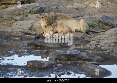 Les Lions de l'alcool à l'eau de piscine en zone rocheuse, Masai Mara, Kenya Banque D'Images