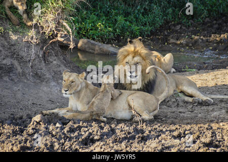 Lion au repos, la fierté de la réserve Masai Mara, Kenya Banque D'Images