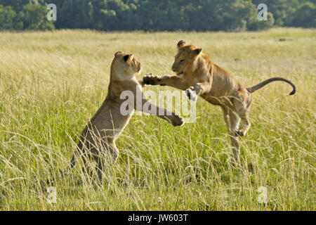 Des lionceaux jouant dans l'herbe haute, Masai Mara, Kenya Banque D'Images