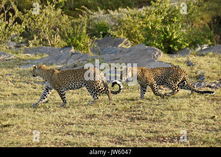 Leopard femme marchant avec son cub, Masai Mara, Kenya Banque D'Images