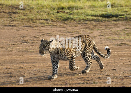 Mâle juvénile leopard marche rapidement, Masai Mara, Kenya Banque D'Images