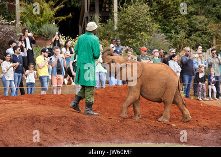 Gardien de donner du lait bébé éléphant orphelin, Sheldrick Wildlife Trust, Nairobi, Kenya Banque D'Images