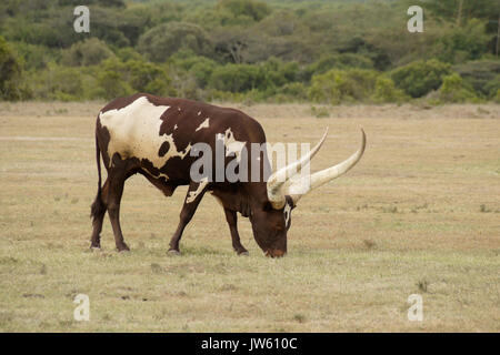 Ankole-Watusi vache longhorn le pâturage, l'Ol Pejeta Conservancy, Kenya Banque D'Images