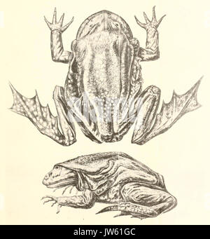 Telmatobius culeus Banque D'Images