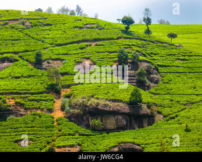 Les plantations de thé dans Nuvara Eliya, Sri Lanka Banque D'Images