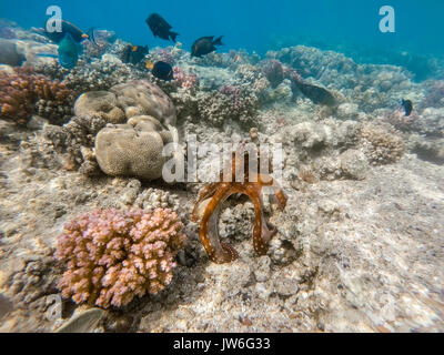 Reef octopus (Octopus cyanea) connu comme le grand bleu poulpe change de couleur marron dans la mer rouge sur jardin de corail avec des poissons. Cyanea pouvez modifier le camouflage c Banque D'Images