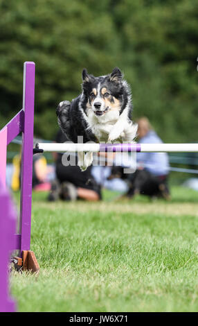 Corby, l'Angleterre, vendredi 11 août 2017. L'un des centaines de concurrents élimine un obstacle avec succès lors de l'International Club Canin Agility Chien Festival au château de Rockingham, Corby, en Angleterre, le vendredi 11 août 2017. Crédit : Michael Foley/Alamy Live News Banque D'Images