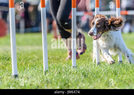 Corby, l'Angleterre, vendredi 11 août 2017. L'un des centaines de concurrents tisse dans et hors de l'obstacle pendant la pôle International Kennel Club Dog Agility Festival au château de Rockingham, Corby, en Angleterre, le vendredi 11 août 2017. Crédit : Michael Foley/Alamy Live News Banque D'Images