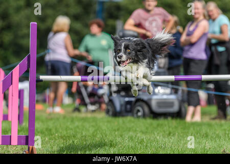 Corby, l'Angleterre, vendredi 11 août 2017. L'un des centaines de concurrents élimine un obstacle avec succès lors de l'International Club Canin Agility Chien Festival au château de Rockingham, Corby, en Angleterre, le vendredi 11 août 2017. Crédit : Michael Foley/Alamy Live News Banque D'Images