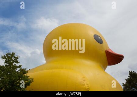 Brockville, Ontario, Canada. 10 août, 2017. Maman canard, le plus gros canard en caoutchouc gonflables, est sur l'affichage sur l'île Blockhouse à Brockville, en Ontario, le 10 août 2017. Credit : Lars Hagberg/ZUMA/Alamy Fil Live News Banque D'Images