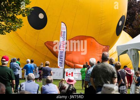 Brockville, Ontario, Canada. 10 août, 2017. Le plus grand canard en caoutchouc gonflables, Maman canard, est gonflé sur l'île Blockhouse à Brockville, en Ontario, le 10 août 2017. Credit : Lars Hagberg/ZUMA/Alamy Fil Live News Banque D'Images