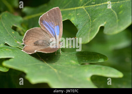 Femme papillon porte-queue violette reposant sur des feuilles de chêne Banque D'Images