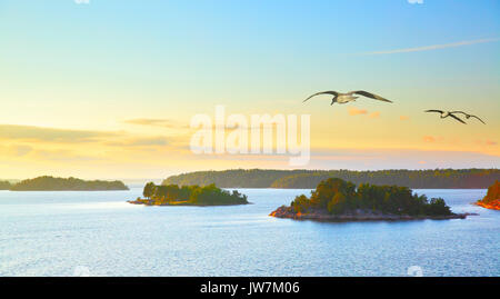 Paysage scandinave avec des petites îles de l'archipel de Stockholm à sundown et battant les goélands. La Suède. Banque D'Images