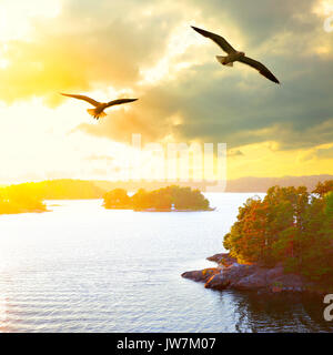 Paysage au coucher du soleil avec les petites îles de l'archipel de Stockholm et Mouettes volantes. La Suède Banque D'Images