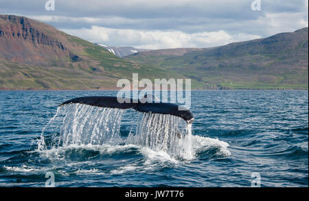 Rorqual à bosse Rorqual à bosse queue comme un fluke plongées dans le fjord eyjafjordur dans le nord de l'Islande. Banque D'Images