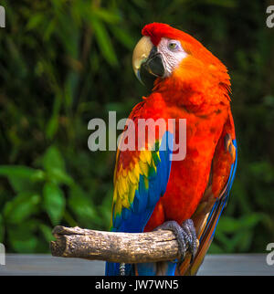 Red Parrot assis sur bâton en bois Banque D'Images