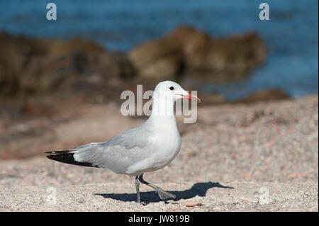 D'Audouin (Larus audouinii, Ibiza, Baléares, Mer Méditerranée Banque D'Images