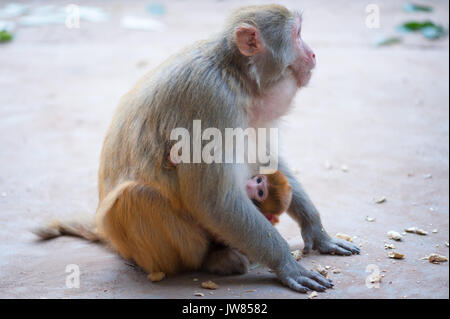 Macaque rhésus femelles et son bébé auprès d'arachides sur le terrain Banque D'Images