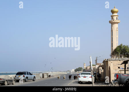 Les chèvres errent au-delà de la mosquée de plage le long de la route du front de mer, à l'Al Khabourah Khourind, avec la mosquée de l'arrière-plan, dans la région de Batinah Oman Banque D'Images