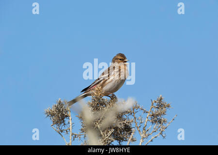 Twite; Carduelis flavirostris Single on Gorse Bush chantant l'Ecosse; UK Banque D'Images