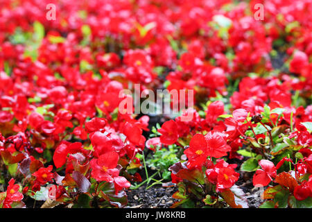 Fleurs rouge vif de bégonias tubéreux Begonia tuberhybrida in garden Banque D'Images