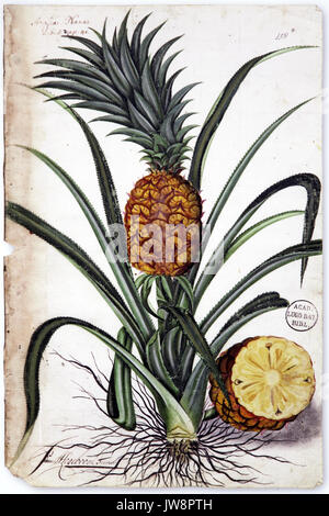 L'Ananas Ananas comosus plante tropicale avec un fruit comestible.dans la famille de l'Ananas Banque D'Images